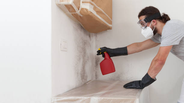 Professional Basement Mold Remediation technician working in Strasburg, CO